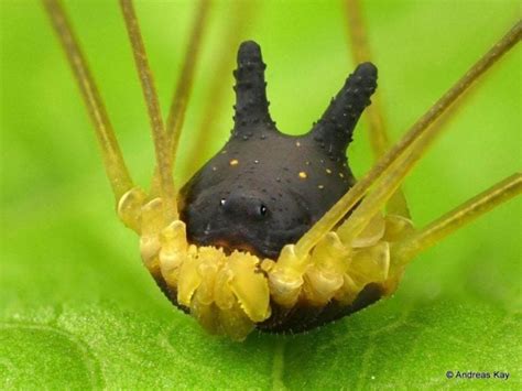 Harvestman Spider With A Black Bunny Head Captured On Video